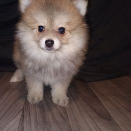 Boo Boo Bear - Cream sable male Pomeranian puppy in Parthenon, Arkansas from Michelle's Poms