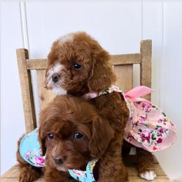 Bernedoodle, Cavalier King Charles Spaniel, Cavapoo, Goldendoodle, and Poodle Puppies from Gypsi Doodles & Poodles LLC.