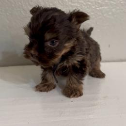 Black - Chocolate, tan and white female Yorkshire Terrier puppy in California from All Star Yorkies