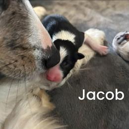 Jacob - Black and white male Border Collie puppy in Franklin, Maine from Broad Meadow Borders