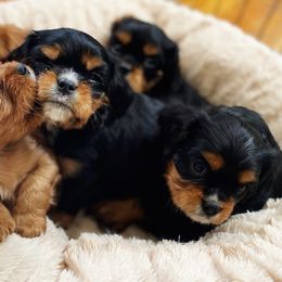 Cavalier King Charles Spaniel Puppies from Cadelia Cavalier King Charles Spaniels