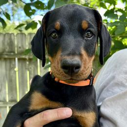 Bliss - Black and rust Doberman Pinscher puppy in Wisconsin Rapids, Wisconsin from Vom Feuer Dobermans