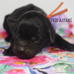 Fred Astaire - Black male Miniature Schnauzer puppy in Sedalia, Missouri from Farmer Brown's Puppies