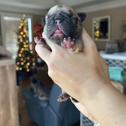 Camo - Fawn male French Bulldog puppy in Camden, South Carolina from Tiny Farm Frenchies