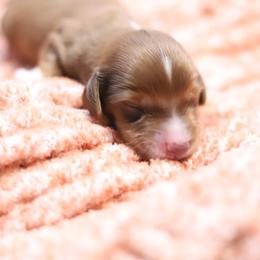 Scottie - Red male Dachshund puppy in Eaton, Ohio from Miniature Alphas Dachshunds