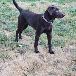 Labrador Retriever Puppies from Rick's Retrievers