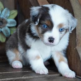 Boy 1 - male Miniature Australian Shepherd puppy in Lawton, Oklahoma from Lindsey’s Aussies
