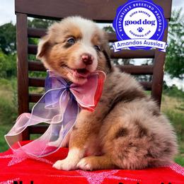 RMM teal collar - Red merle male Australian Shepherd puppy in Greenville, Texas from Amandas Aussies