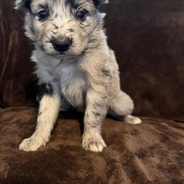 Girl 2 - Blue merle female Australian Shepherd puppy in Rose Hill, North Carolina from Motega Australian Shepherds