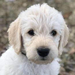 Labradoodles from Seven Springs Doodles