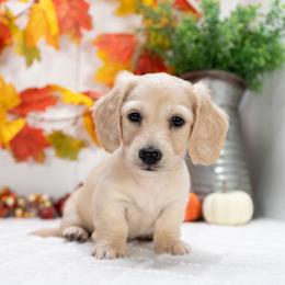 Dawson - Cream male Dachshund puppy in Lagrange, Indiana from Royal Paws