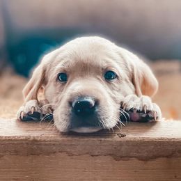 English Springer Spaniels and Labrador Retrievers from Farm Fresh Labradors & English Springers