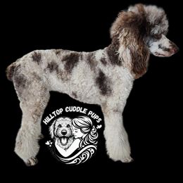 Aussiedoodles, Australian Shepherds, Goldendoodles, and Poodles from Hilltop Cuddle Pups