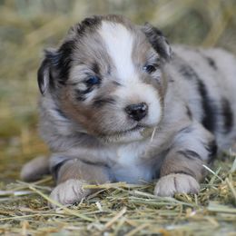 Australian Shepherd Puppies from 10-BAR-Y RANCH