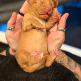 Duckie - Red male Dachshund puppy in Tracy, California from JnA Dachshunds