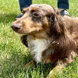 Reesie - Dachshund