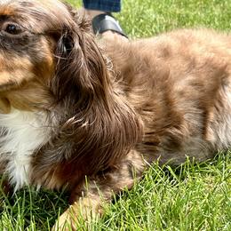 Reesie - Dachshund