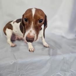 Ava - Dachshund