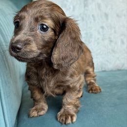 Smurf -3000 - Blue and cream female Dachshund puppy in Krum, Texas from Tired Chef Dachshunds