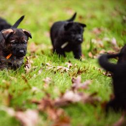 "Orange & grey (in back right)" German Shepherd Puppies from MCX K9