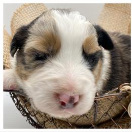 Australian Shepherd Puppies from Soggy Bottom Farms