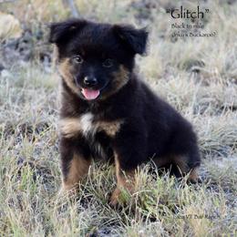 Glitch - Black tri male Miniature Australian Shepherd puppy in Evant, Texas from Lazy VT Bar Ranch