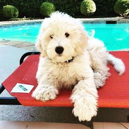 "English Goldendoodle Puppy from Moss Creek Goldendoodles" Goldendoodle and Schnoodle Puppies from Moss Creek Goldendoodles