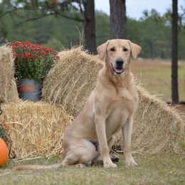 Billy - Labrador Retriever