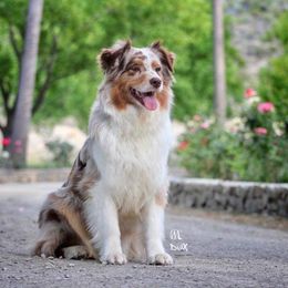 Australian Shepherd All Grown Up from Settlers Australian Shepherds
