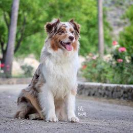 Australian Shepherd All Grown Up from Settlers Australian Shepherds