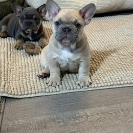 French Bulldog Puppies from Foster Lake Frenchies
