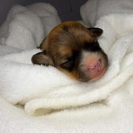 Scout - Sable female Pembroke Welsh Corgi puppy in Hotchkiss, Colorado from Grand Mesa Corgis