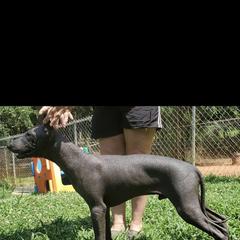 Ozzie - Black Xoloitzcuintli puppy in Georgia from Tailwynd Kennels