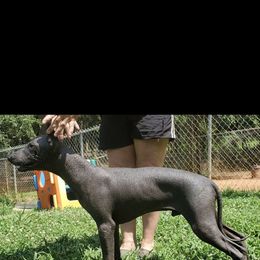 Ozzie - Black Xoloitzcuintli puppy in Georgia from Tailwynd Kennels