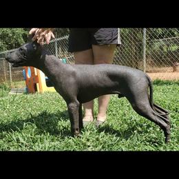 Ozzie - Black Xoloitzcuintli puppy in Georgia from Tailwynd Kennels