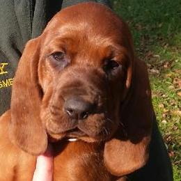 Labrador Retriever and Redbone Coonhound Puppies from Rimfire Kennels