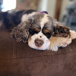 Cocker Spaniel Puppies from Bluff Country Cockers