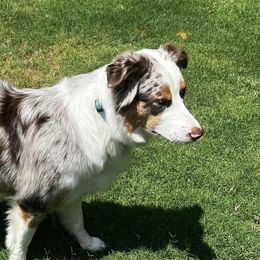 Australian Shepherds from One Tribe Aussies