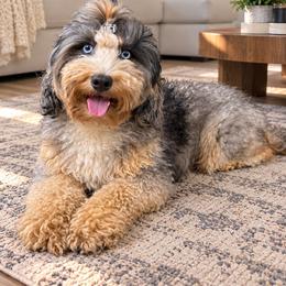 Billie - Aussiedoodle