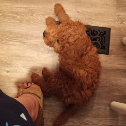 Goldendoodle Puppies from Superior Companions Goldendoodles