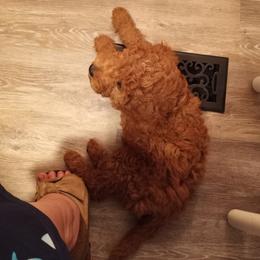 Goldendoodle Puppies from Superior Companions Goldendoodles