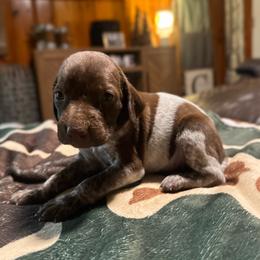Juniper - Liver and white female German Shorthaired Pointer puppy in Georgia from CMC Farms