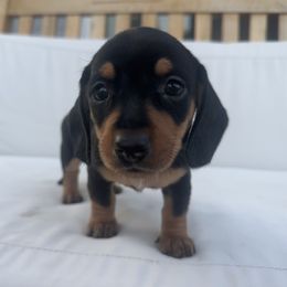 Dachshund Puppies from Carranza Puppy Farm