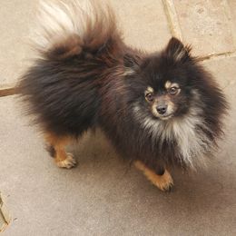 Archie - Pomeranian