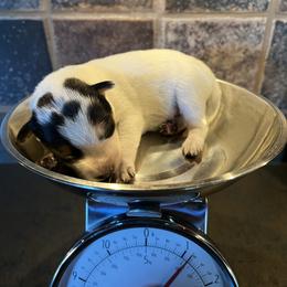Boy 3 - male Australian Cattle Dog puppy in Reed Point, Montana from Heelers and Highlands