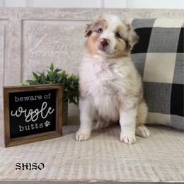 Shiso - Red merle female Australian Shepherd puppy in Jonesborough, Tennessee from Lotus Australian Shepherds