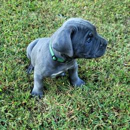 Cane Corso All Grown Up from Southern Sugar Cane Corso LLC