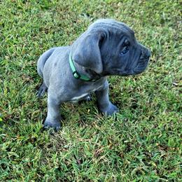 Cane Corso All Grown Up from Southern Sugar Cane Corso LLC