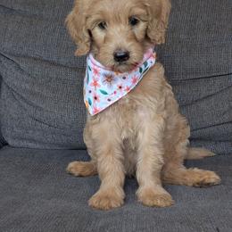 Purple - Apricot female Goldendoodle puppy in Prattville, Alabama from Jericho Junction Doodles and Poodles