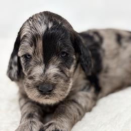 Ranger - Merle male Goldendoodle puppy in Calhoun, Georgia from FamilyLoved Doodles